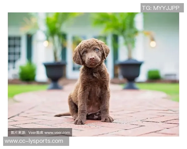 美国队新吉祥物班纳灵感源自切萨皮克湾寻猎犬的故事